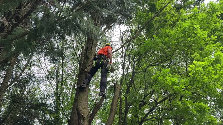 Best Tree Removal Services  in Babson Park, FL